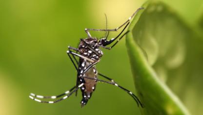 Aedes aegypti
