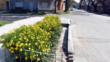 Jardin de LLuvia Florecido en Antonio Machado Guaviyu y Lorenzo Fernandez