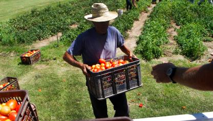 Cosecha de tomate