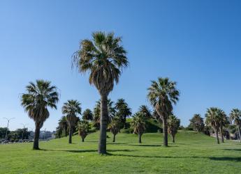 Palmeras