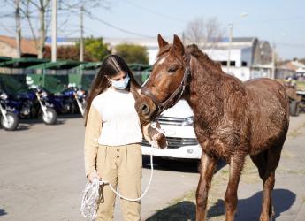 Jornada de sustitución de caballos por motocarros