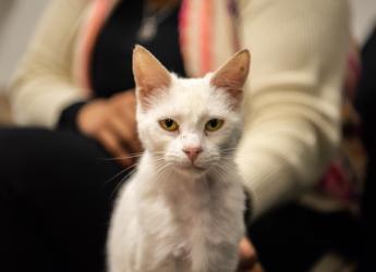 Inauguración del primer Centro de adopción permanente en Montevideo de Animales sin Hogar