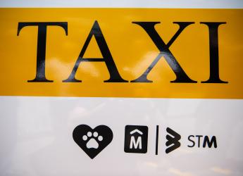 Presentación de sticker para identificación de taxis pet friendly,  11 de noviembre de 2022
