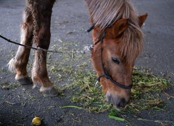 Jornada de adopción de caballos en el marco de la reconversión laboral de clasificadores
