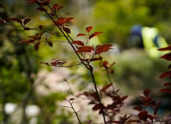 Plantación de bosques urbanos en el Jardín Botánico , 17 de Octubre 2023
