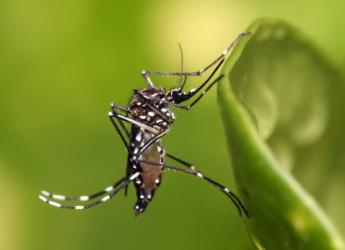 Aedes aegypti