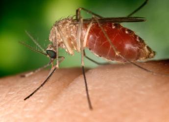 Mosquito culex