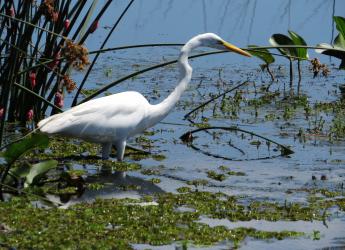 Garza blanca grande - Ardea alba