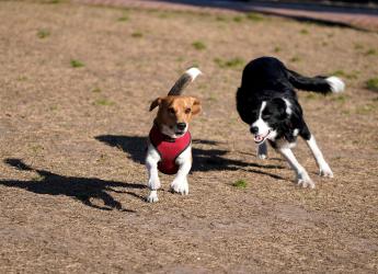 Parque canino de Punta Carretas