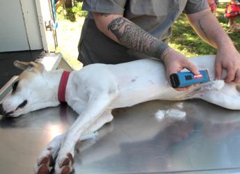Jornada de castración de perros 