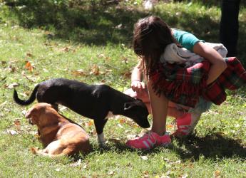  Jornadas de adopción de perros y gatos