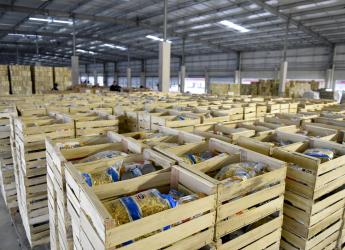 Canastas alimentarias