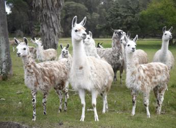 Parque Lecocq