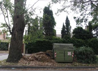 Poda en Carrasco