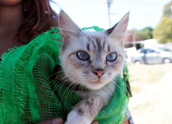 Jornada de castraciones a perros y gatos