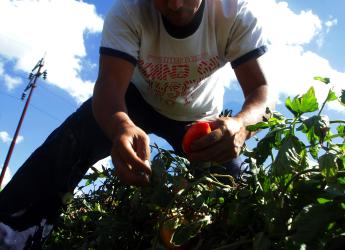 Cosecha de tomate