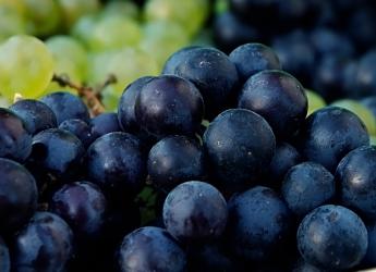 Uvas