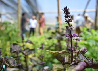 Vivero PTI