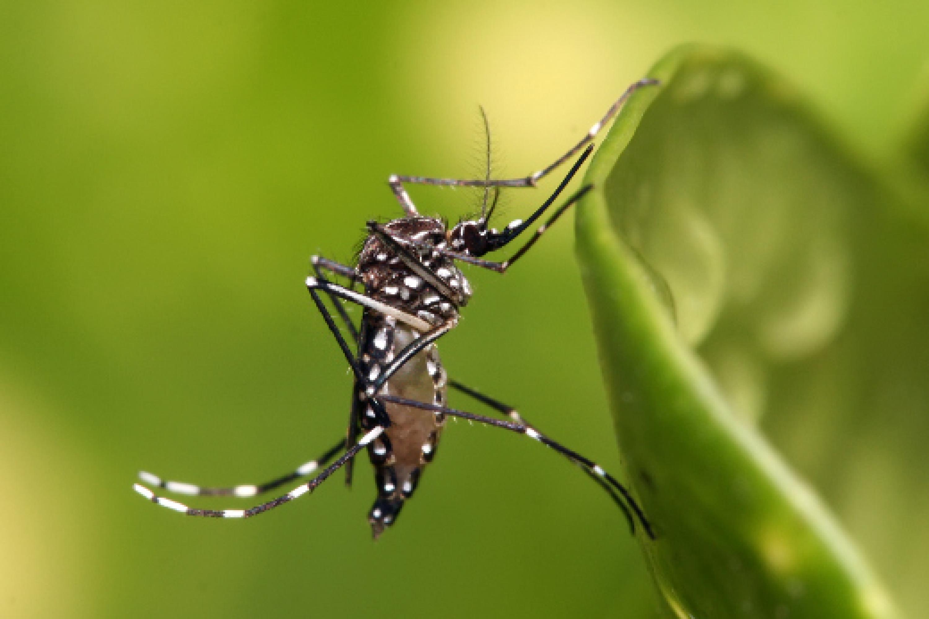 EVITA que te pique los MOSQUITOS - REPELENTES y CONSEJOS