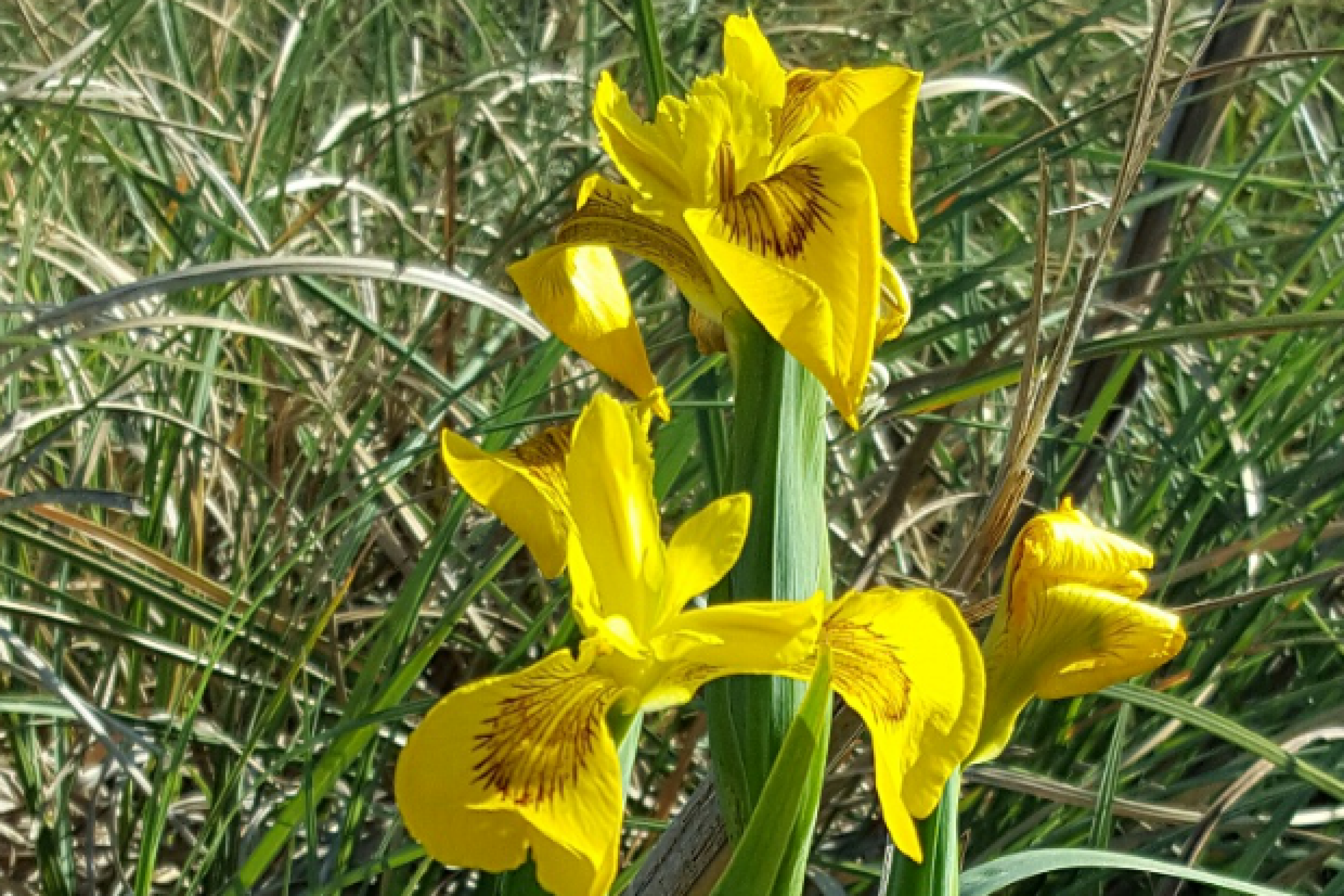 Cosecharán flores en el humedal de Carrasco | Intendencia de Montevideo.